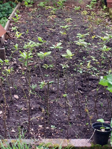 tree nursery for Oak, Sweet Chestnut and Plum