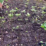 Tree nursery for Oak, Sweet Chestnut and Plum, saplings given away free with firepits